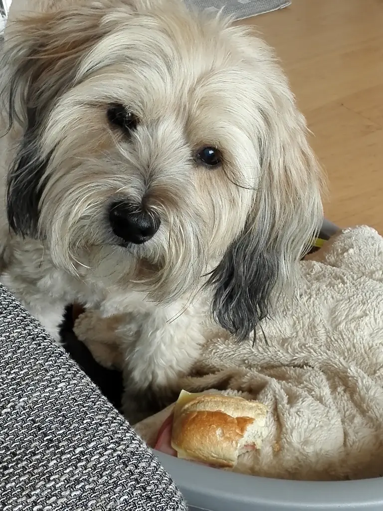 Bild von Balou