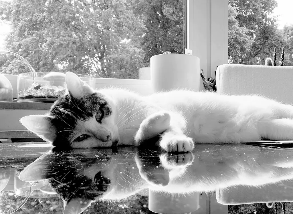 Image from Kitty