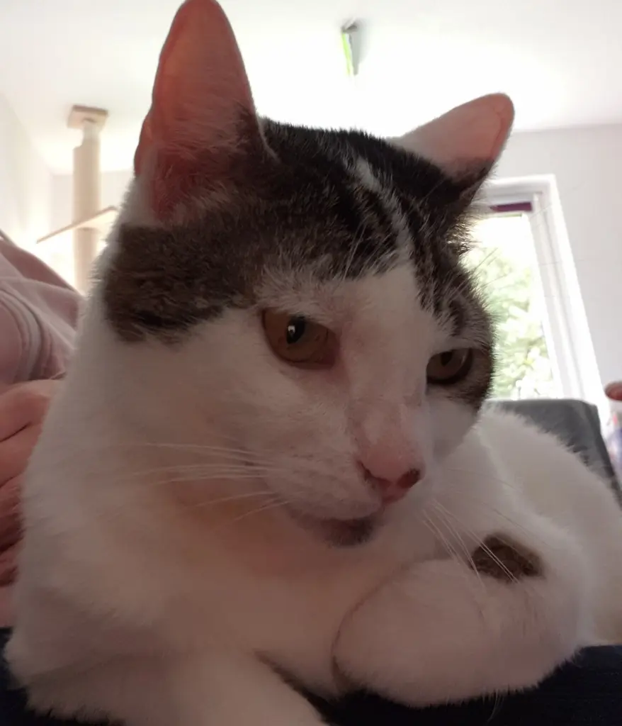 Image from Kitty