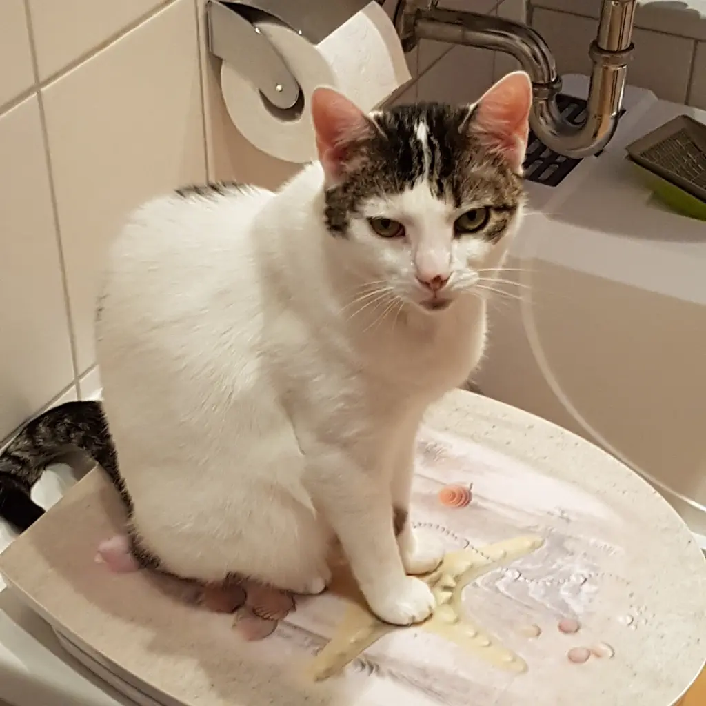 Image from Kitty