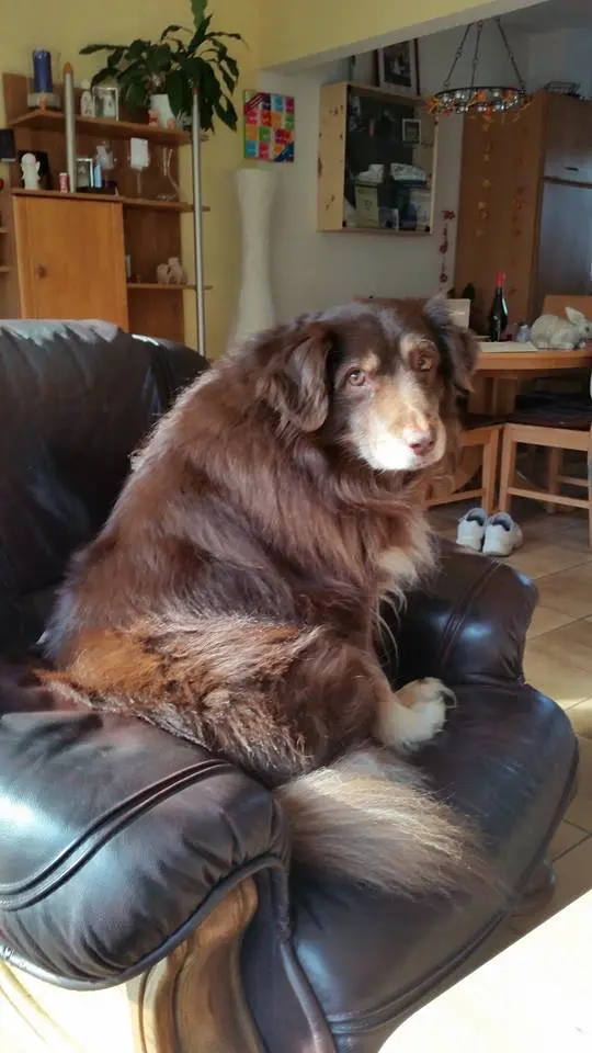 Image from Simba