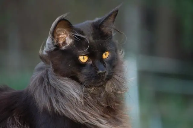 Image from Othello