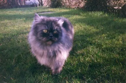 Image from Simba von Luetzow