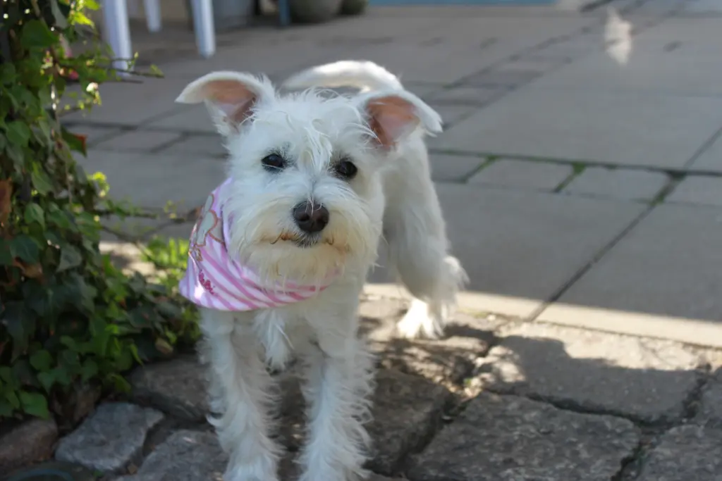 Image from Queeny