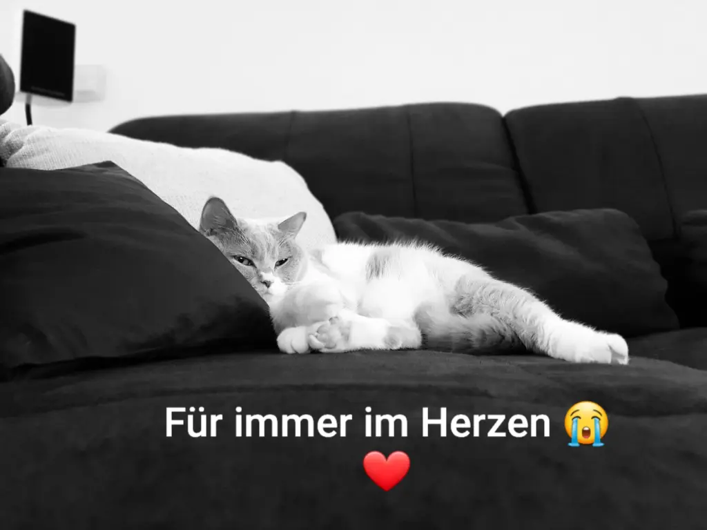 Condolence image of Ivonne mit Resi im Herzen