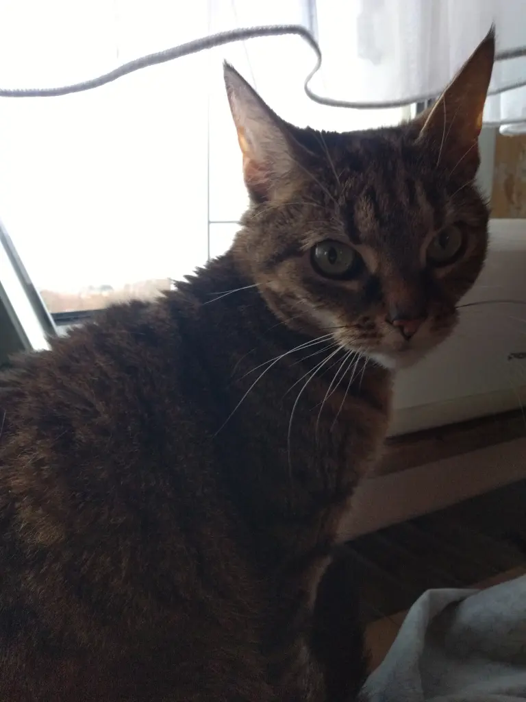 Image from Leoni