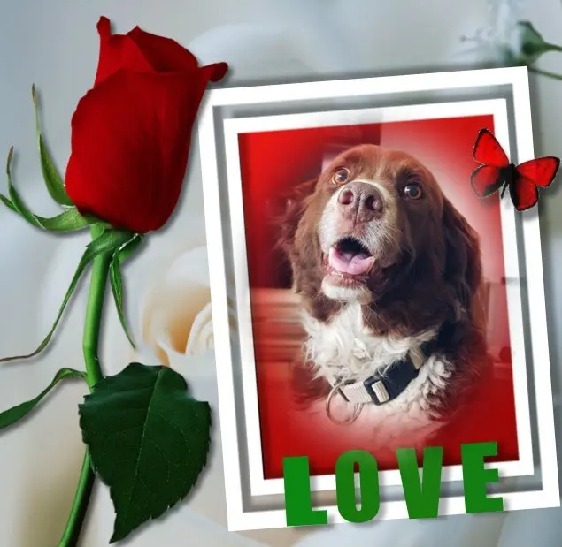 Condolence image of Vielen Liebe❤️❤️❤️Dank❤️❤️❤️