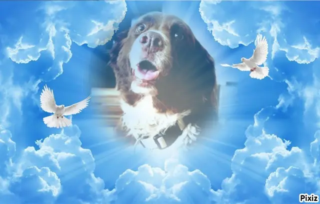 Condolence image of Tanja mit Timmy im Herzen