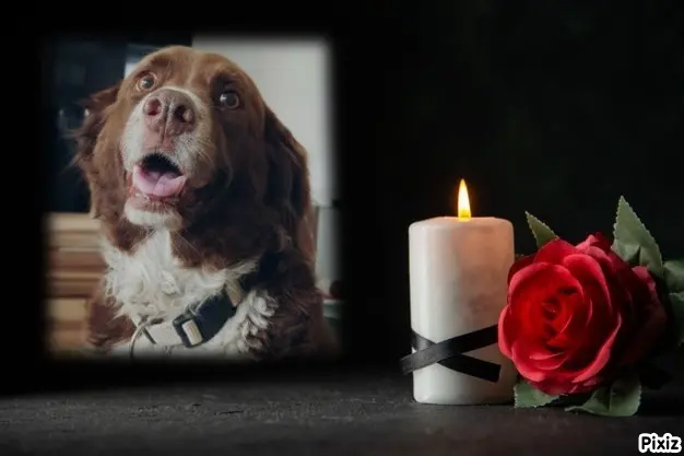 Condolence image of Tanja mit Timmy im Herzen 