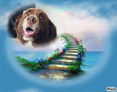 Condolence image of Tanja mit Timmy im Herzen