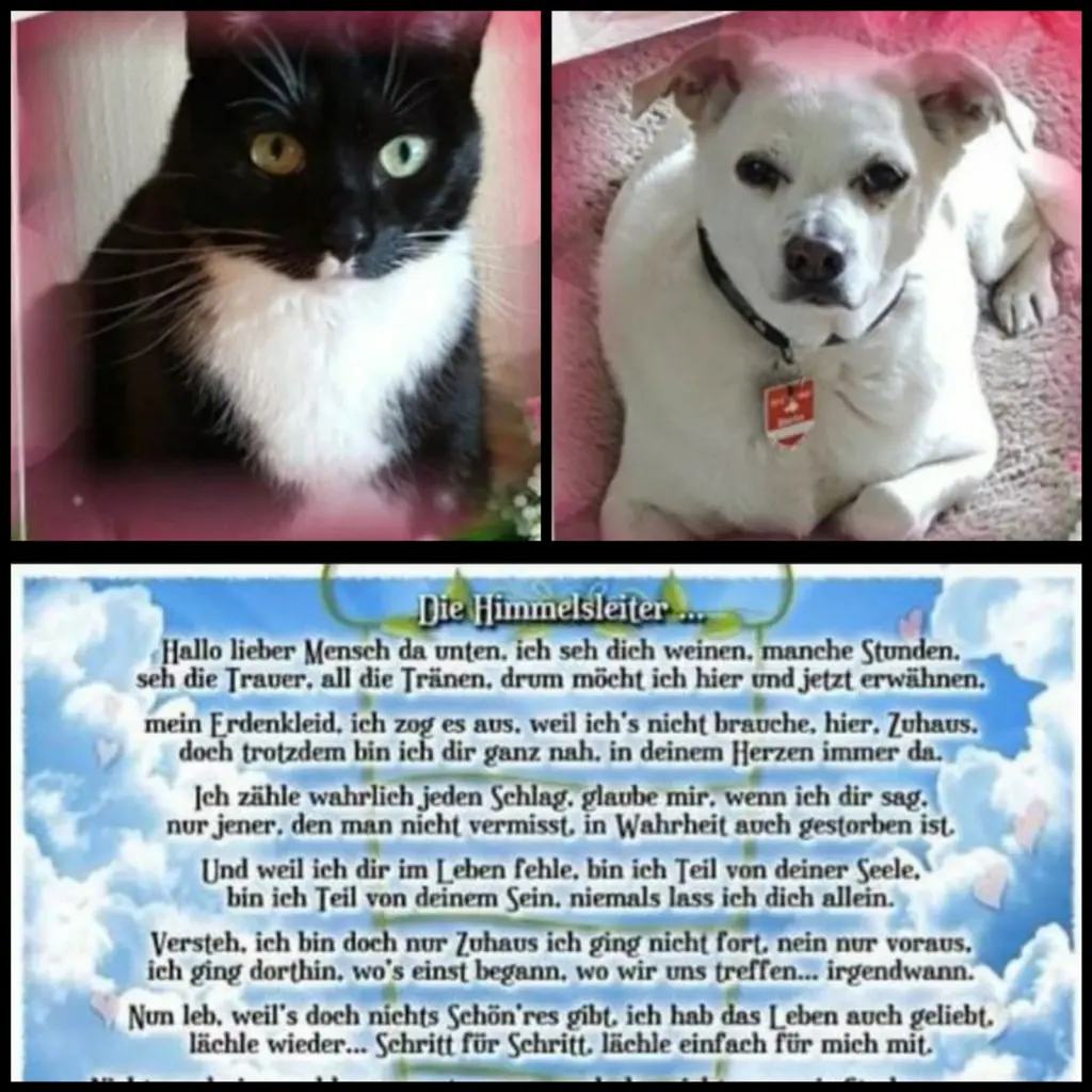 Condolence image of Silke mit Seelenhund Cassy und Katzendame Joyce tief im Herzen ❤