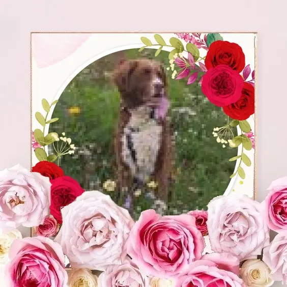 Condolence image of Wochenende❤️❤️❤️Rosen❤️❤️❤️❤️❤️❤️