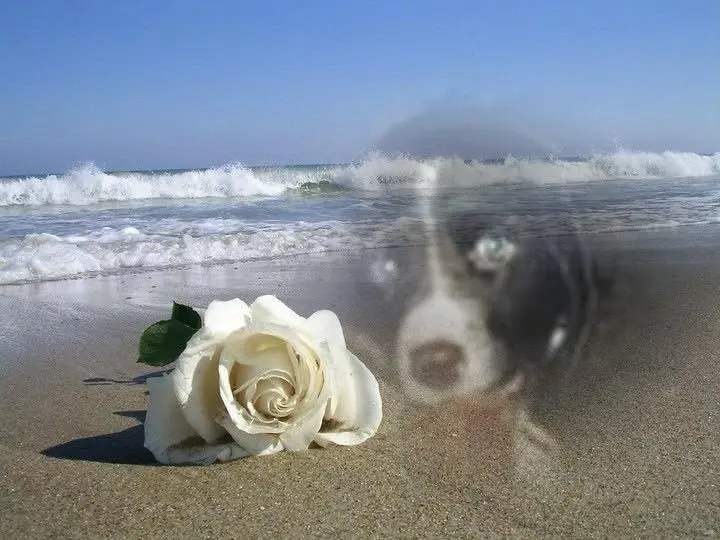 Condolence image of ❤️❤️❤️❤️❤️❤️❤️❤️❤️❤️❤️❤️