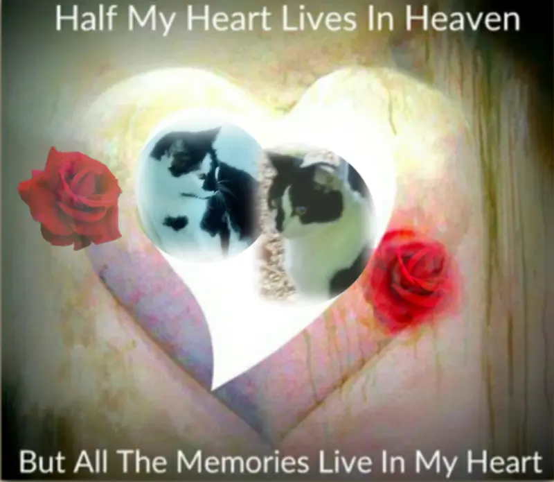 Condolence image of Snoopy ❤Pünktchen