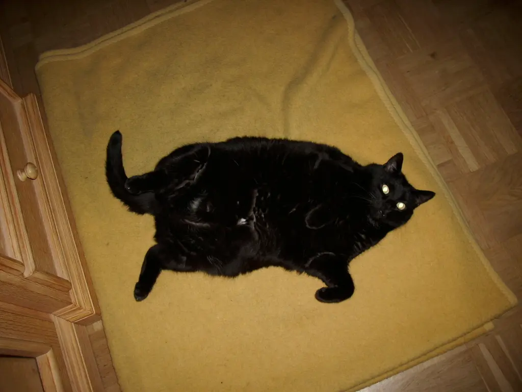 Image from Cookie