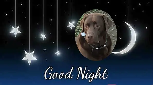 Condolence image of Gute Nacht❤️❤️❤️❤️❤️❤️❤️❤️❤️❤️
