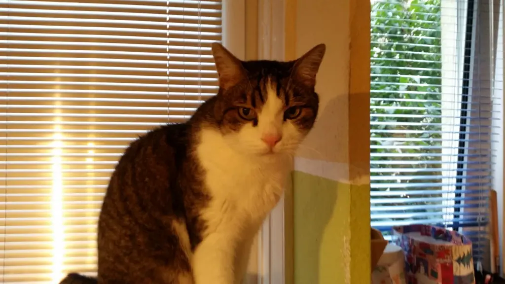 Condolence image of Tanja mit Timmy im Herzen