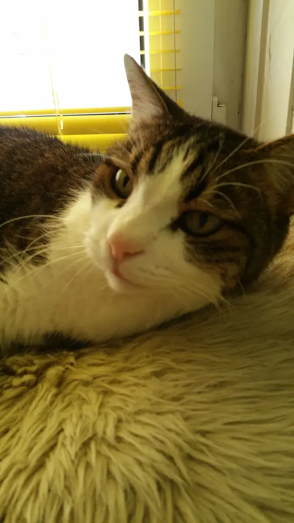 Condolence image of Tanja mit Timmy im Herzen