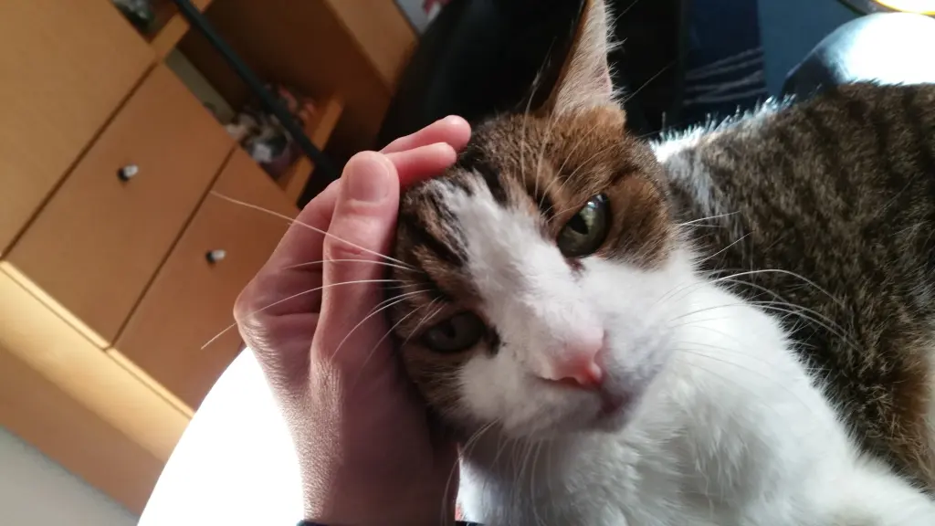 Condolence image of Tanja mit Timmy im Herzen