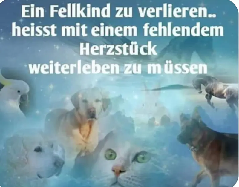 Condolence image of Tanja mit Timmy im Herzen