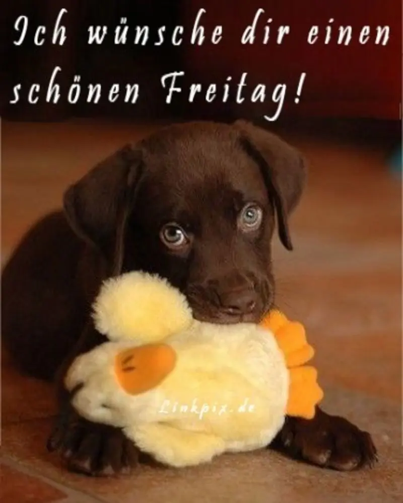 Condolence image of Tanja mit Timmy im Herzen