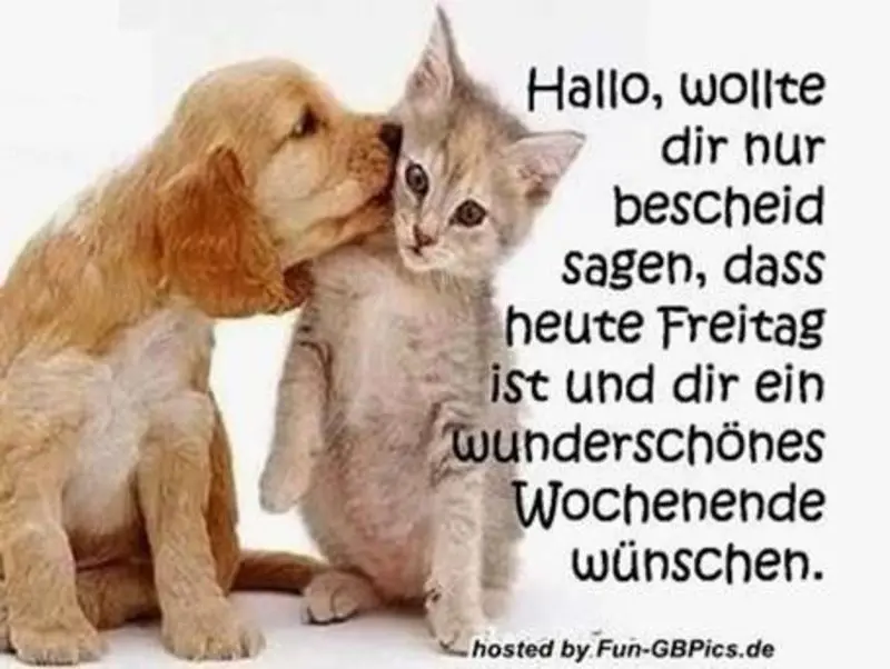 Condolence image of Tanja mit Timmy im Herzen