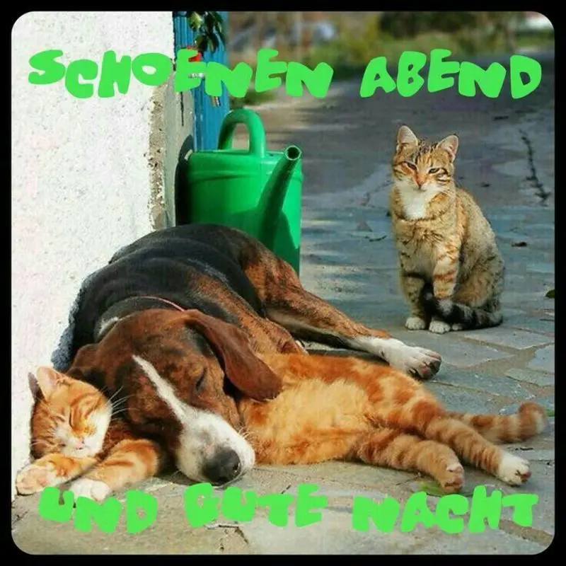 Condolence image of Tanja mit Timmy im Herzen