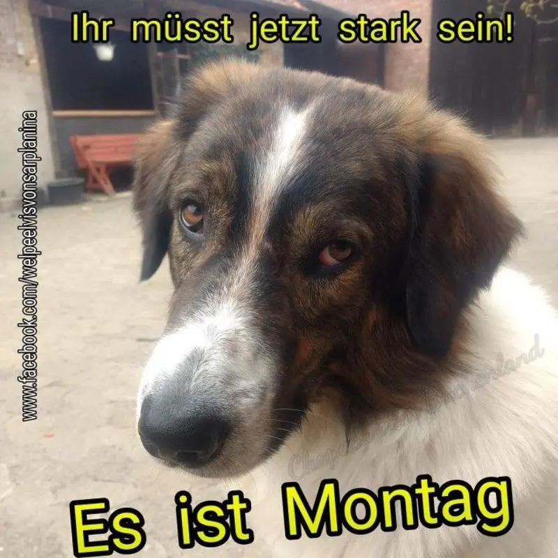Condolence image of Tanja mit Timmy im Herzen