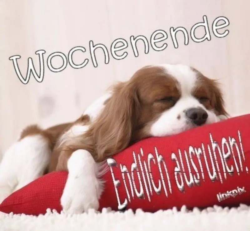 Condolence image of Tanja mit Timmy im Herzen