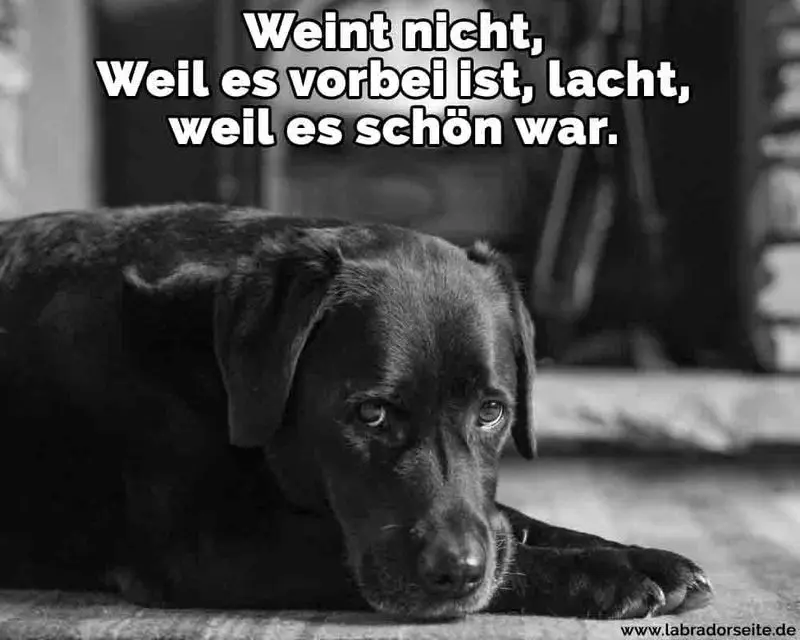 Condolence image of Tanja mit Timmy im Herzen