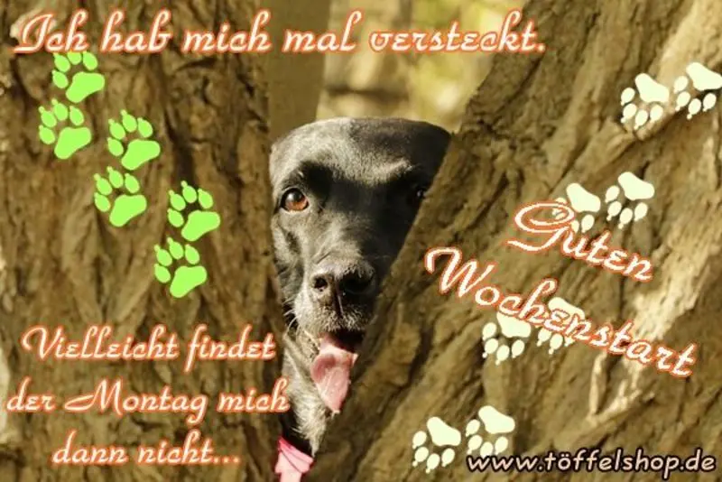 Condolence image of Tanja mit Timmy im Herzen