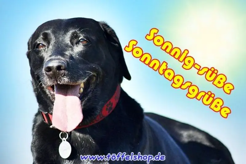 Condolence image of Tanja mit Timmy im Herzen