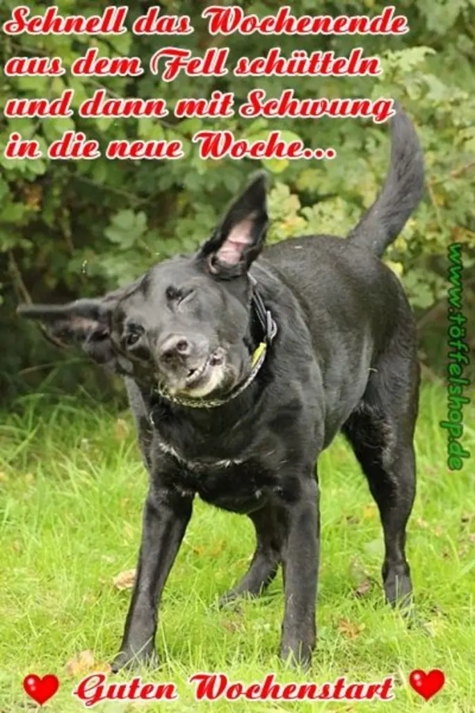 Condolence image of Tanja mit Timmy im Herzen 