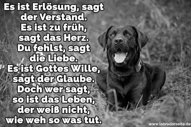 Condolence image of Unvergessen ❤️