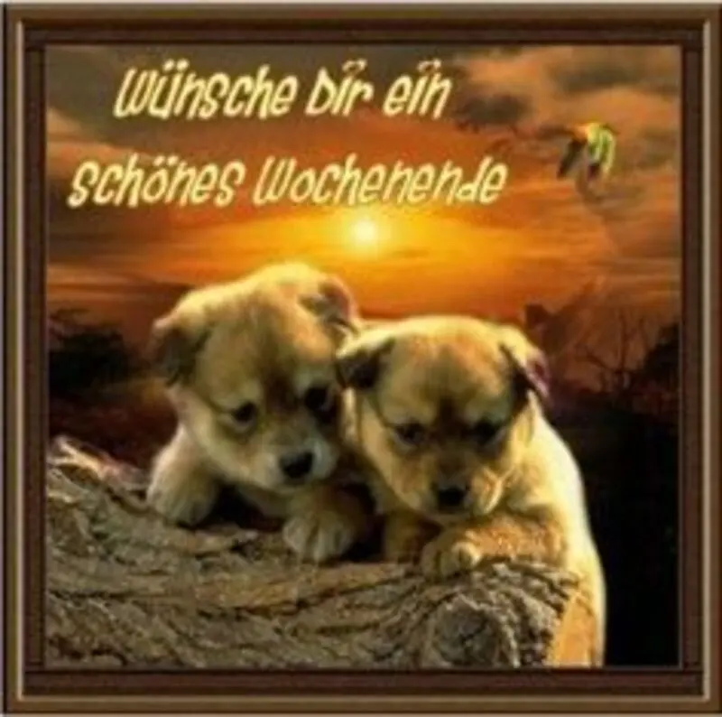Condolence image of Tanja mit Timmy im Herzen
