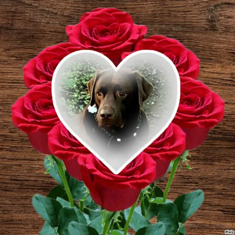 Condolence image of Tanja mit Timmy im Herzen