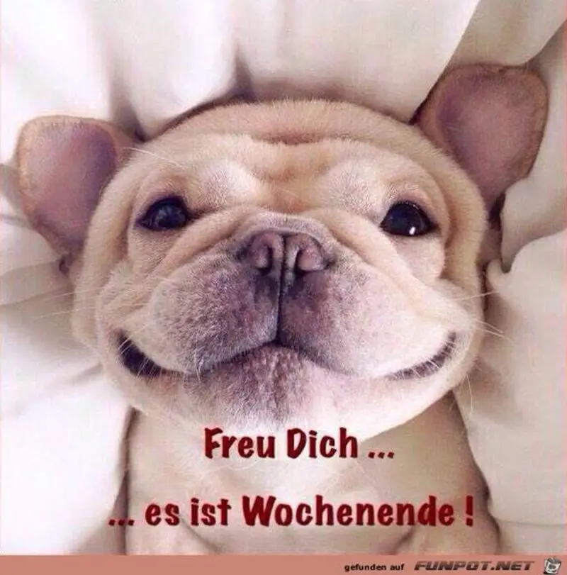 Condolence image of Tanja mit Timmy im Herzen