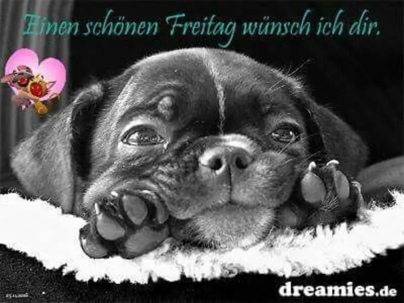 Condolence image of Tanja mit Timmy im Herzen 