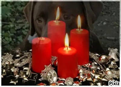 Condolence image of Tanja mit Timmy im Herzen 