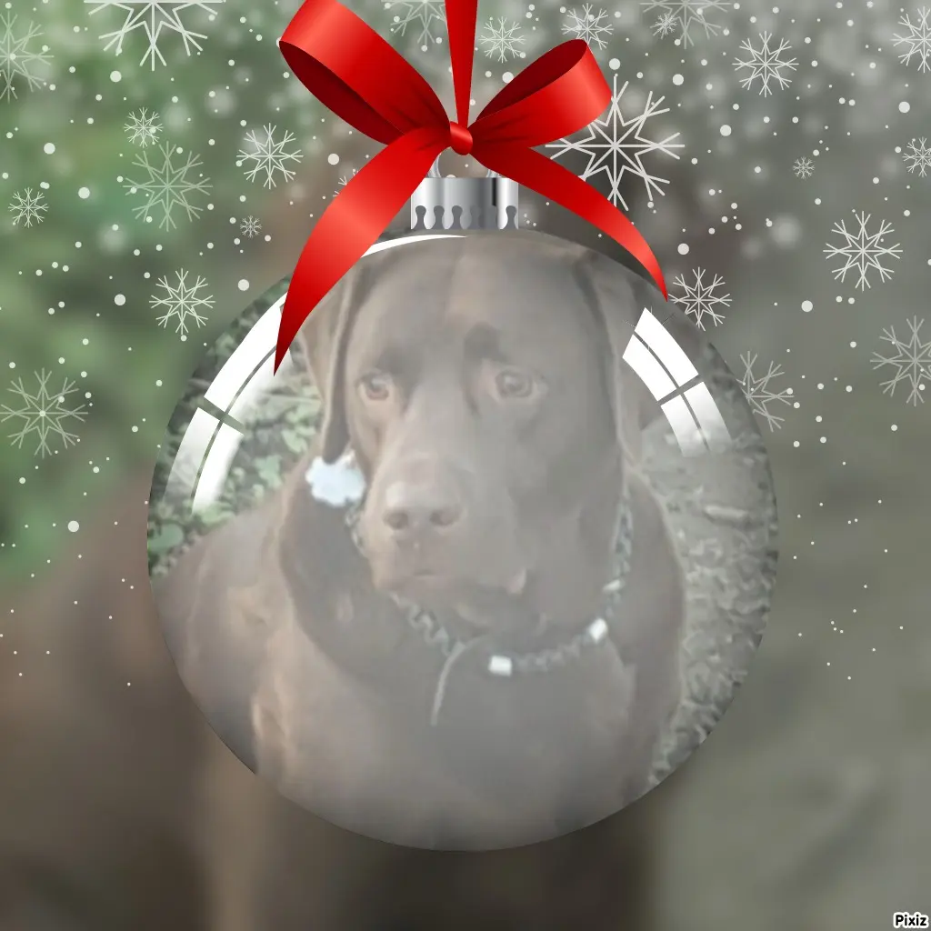 Condolence image of Tanja mit Timmy im Herzen 