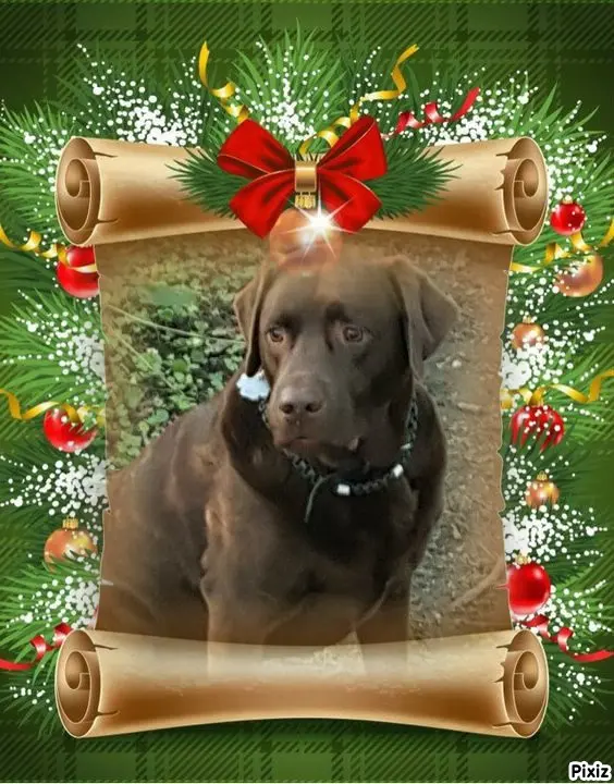 Condolence image of Tanja mit Timmy im Herzen 