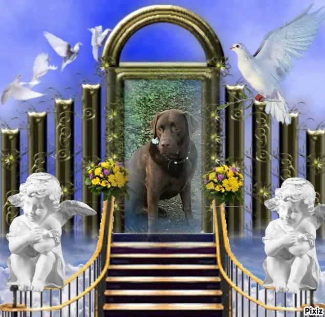 Condolence image of Tanja mit Timmy im Herzen