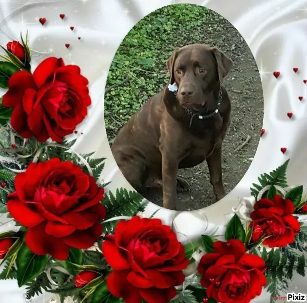 Condolence image of Tanja mit Timmy im Herzen