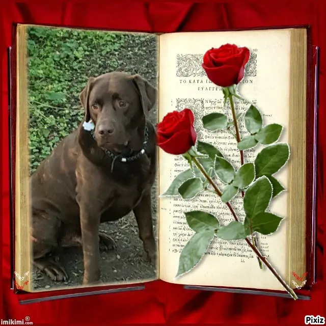Condolence image of Tanja mit Timmy im Herzen