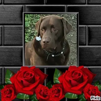 Condolence image of Tanja mit Timmy im Herzen