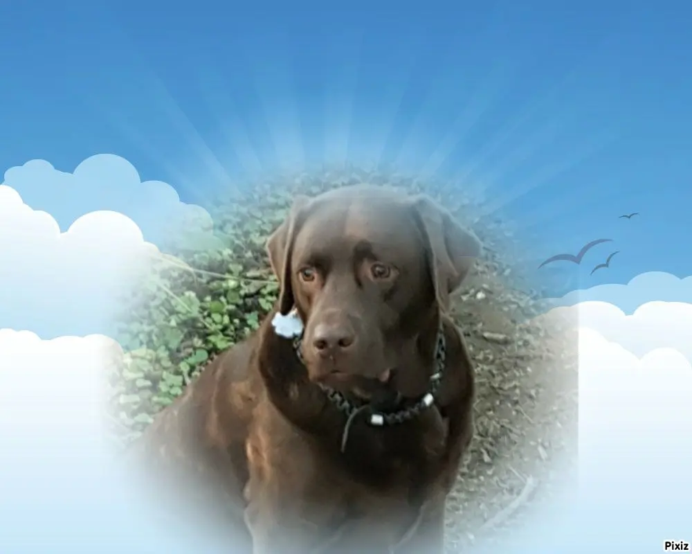 Condolence image of Tanja mit Timmy im Herzen