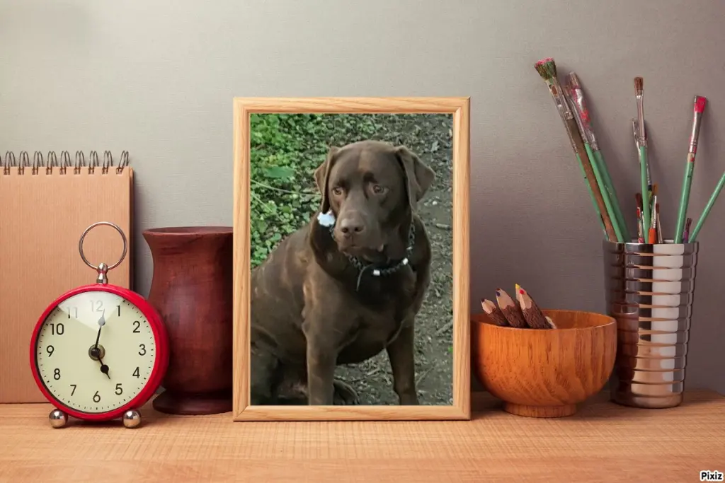 Condolence image of Tanja mit Timmy im Herzen