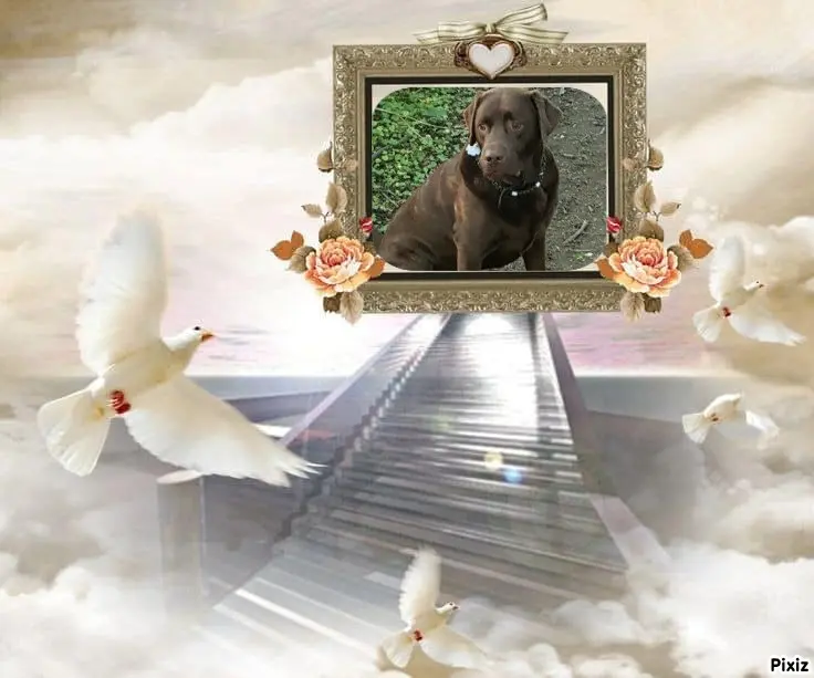 Condolence image of Tanja mit Timmy im Herzen