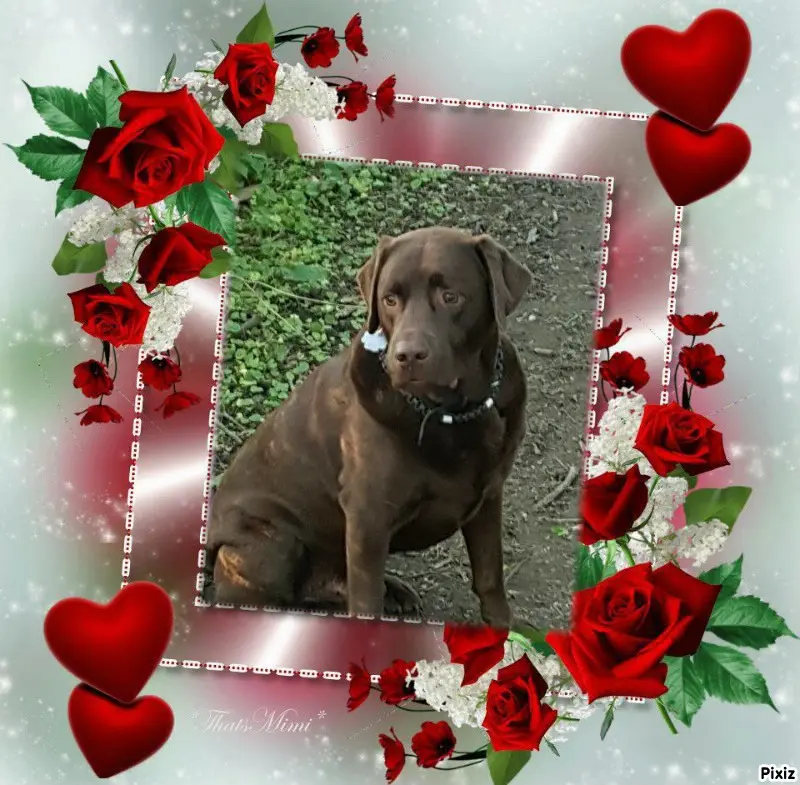 Condolence image of Tanja mit Timmy im Herzen