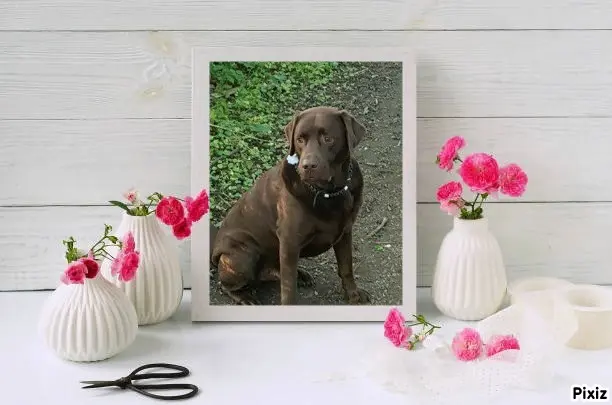 Condolence image of Tanja mit Timmy im Herzen